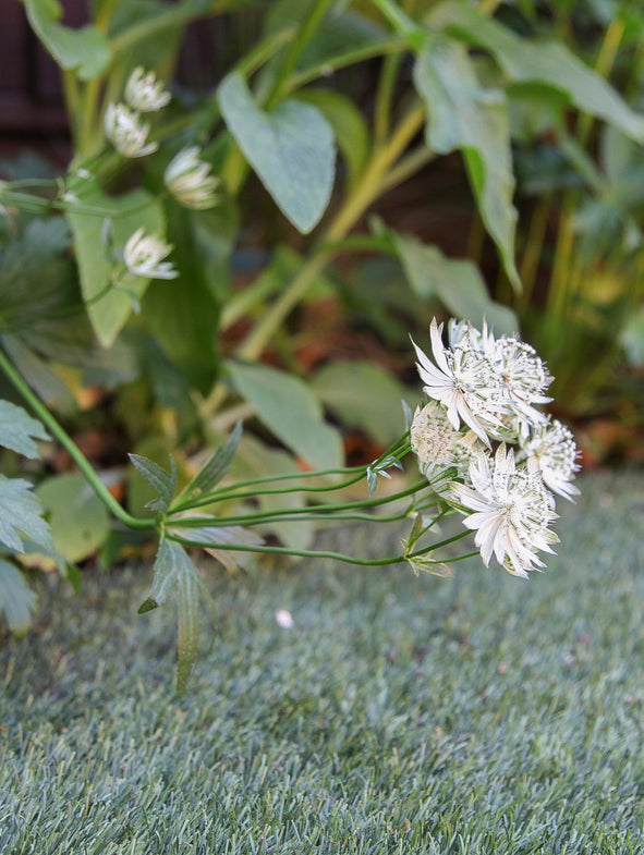 How to prune Astrantias